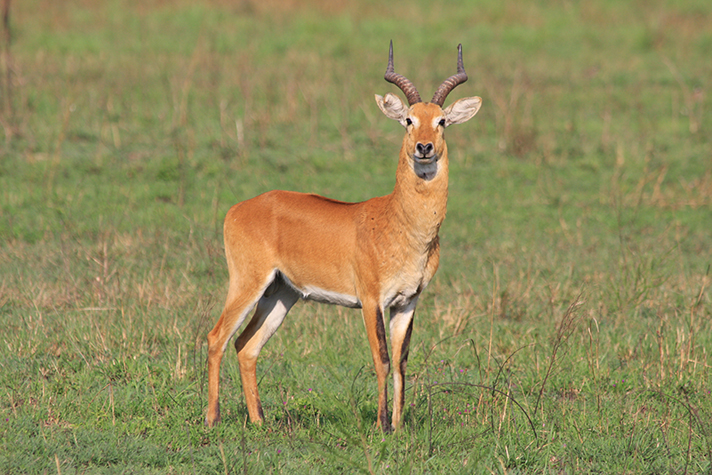 Semliki Wildlife Reserve, Uganda Kob