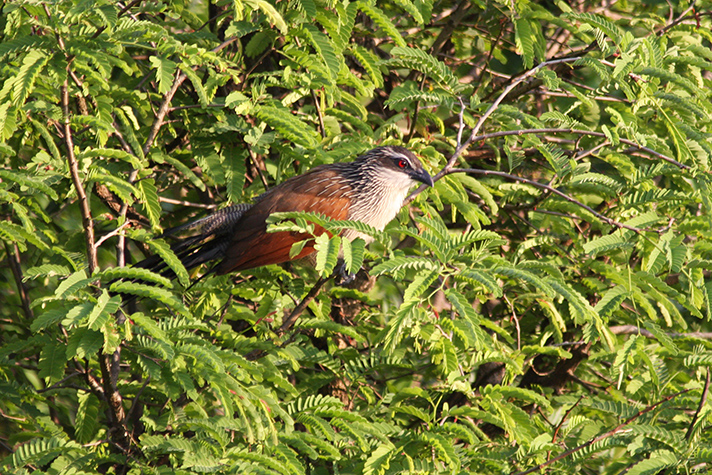 Weissbrauenkuckuck (White browed coucal)