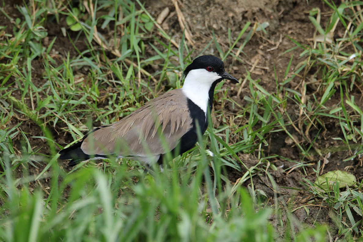 Spornkiebitz (Spur-winged Lapwing)