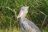 Schuhschnabel (Shoebill)