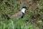 Spornkiebitz (Spur-winged Lapwing)
