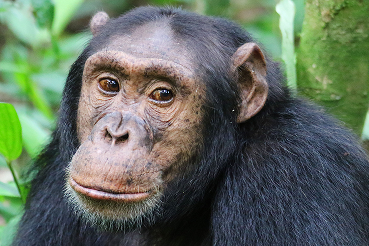 Uganda - Schimpanse im Kibale National Park