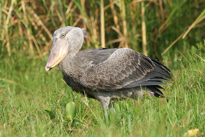 Uganda - Shoebill am Lake Albert