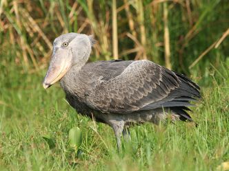 Uganda - Shoebill am Lake Albert Uganda - Shoebill am Lake Albert