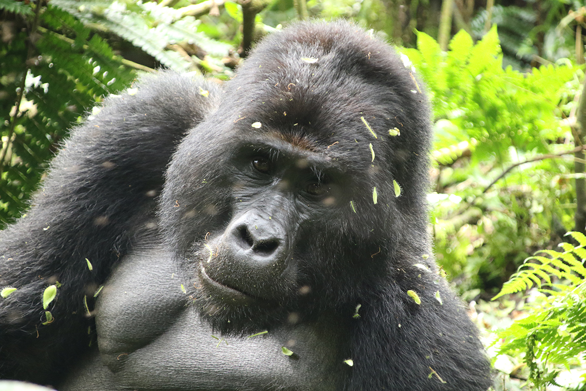 Best of Uganda - Gorilla im Bwindi Impenetrable Forest