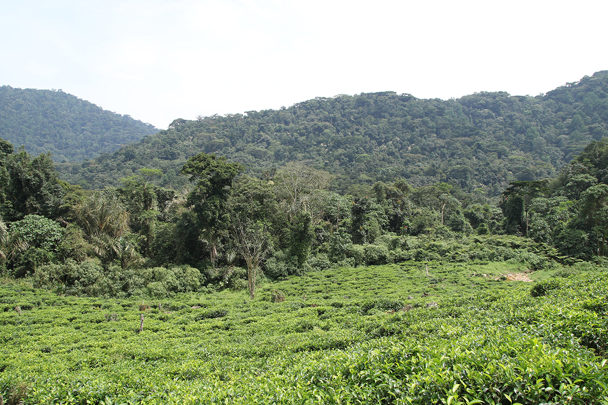 Uganda - Übergang Plantage zu Regenwald