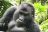 Best of Uganda - Gorilla im Bwindi Impenetrable Forest