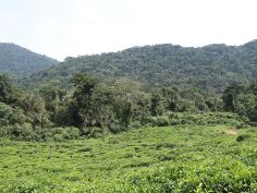 Uganda - Übergang Plantage zu Regenwald