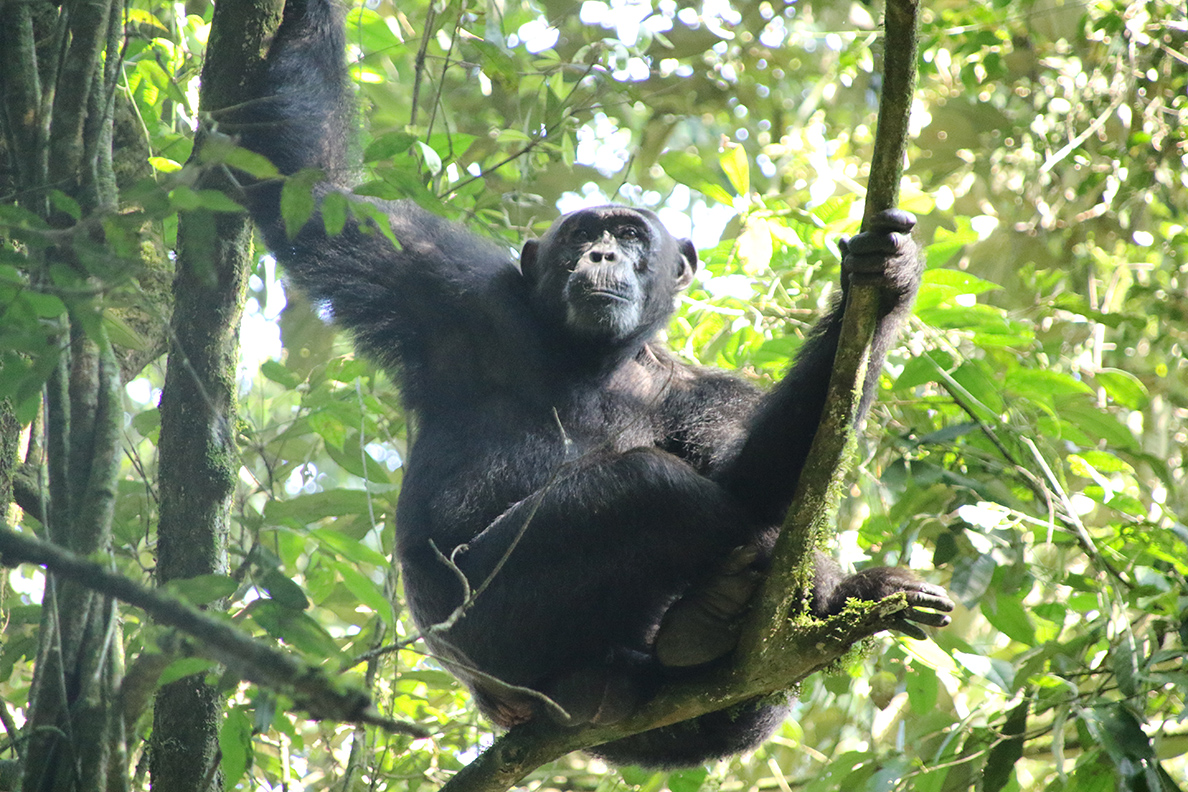Classic Uganda - Kibale Forest National Park