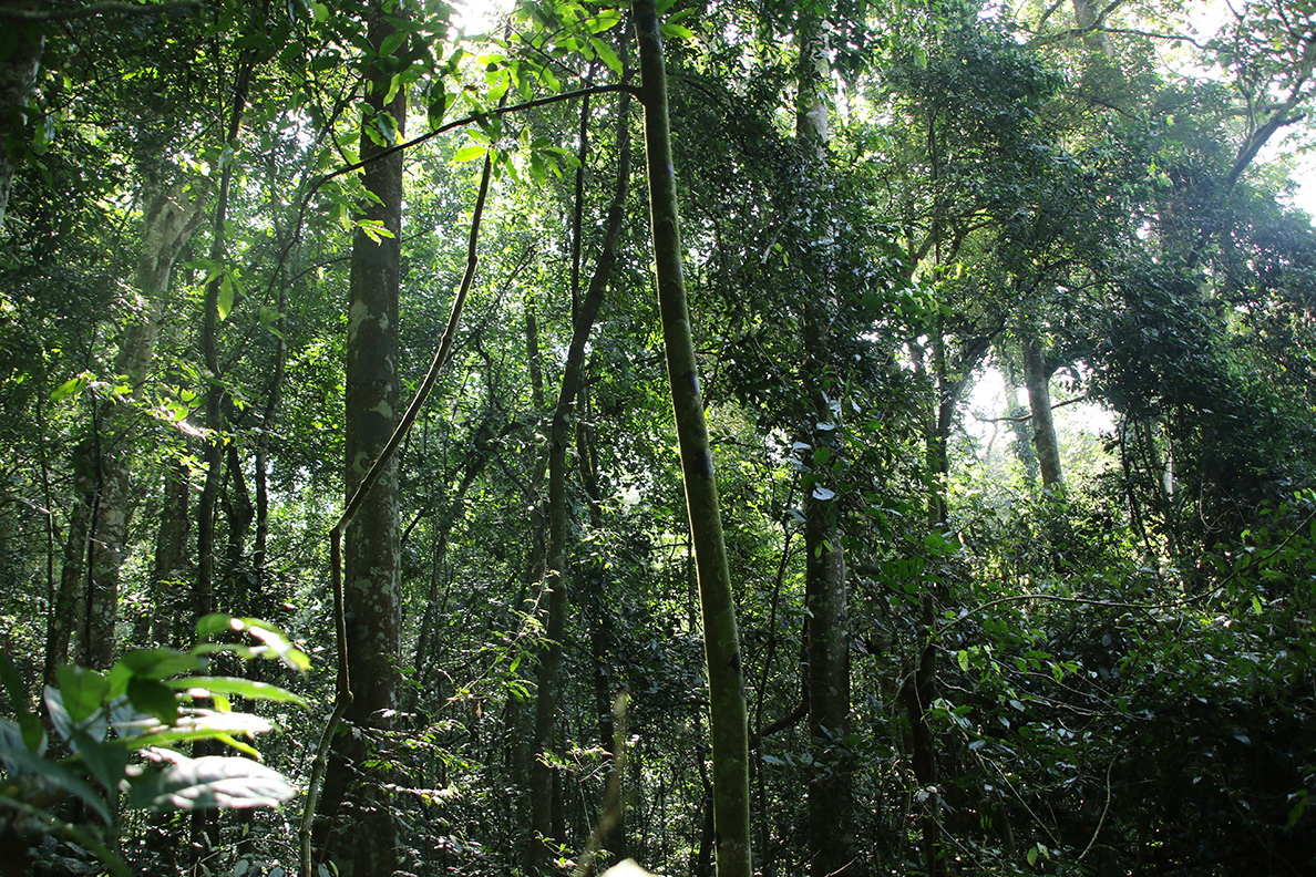 Classic Uganda - Kibale Forest National Park