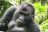 Classic Uganda - Gorilla im Bwindi Impenetrable Forest