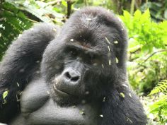 Classic Uganda - Gorilla im Bwindi Impenetrable Forest