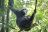 Classic Uganda - Kibale Forest National Park