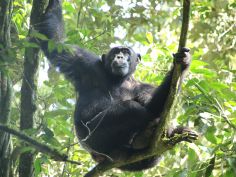 Classic Uganda - Kibale Forest National Park