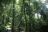 Classic Uganda - Kibale Forest National Park