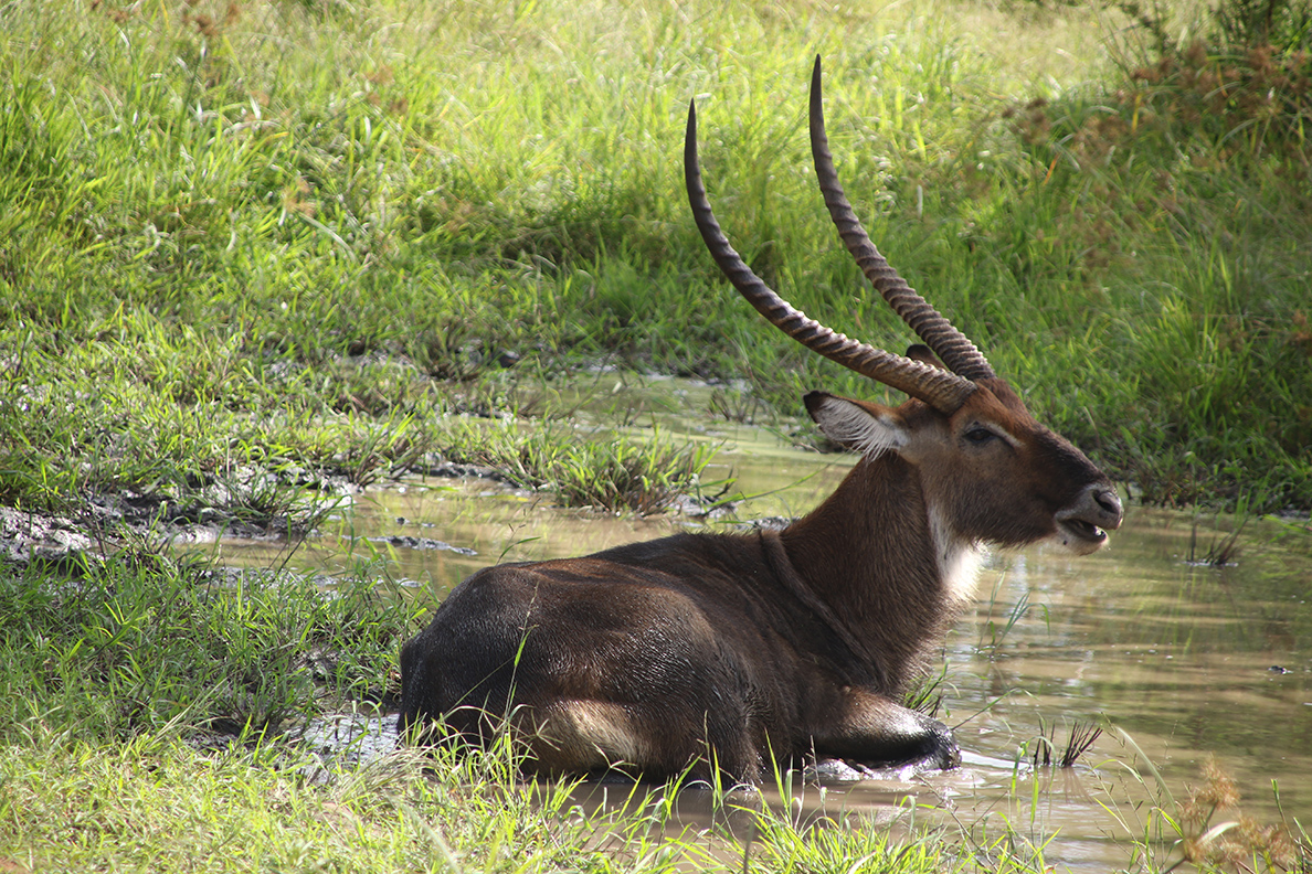 Lake Mburo