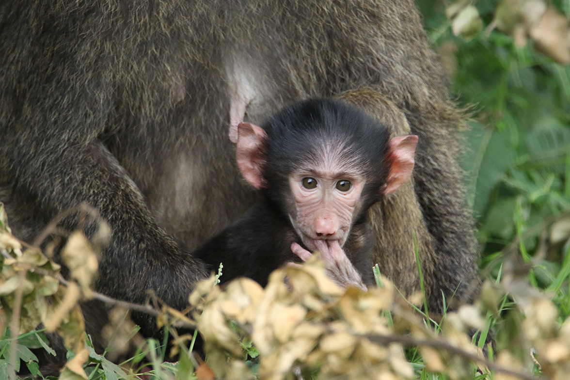 Queen Elizabeth National Park