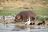 Queen Elizabeth National Park