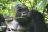 Bwindi Impenetrable Forest