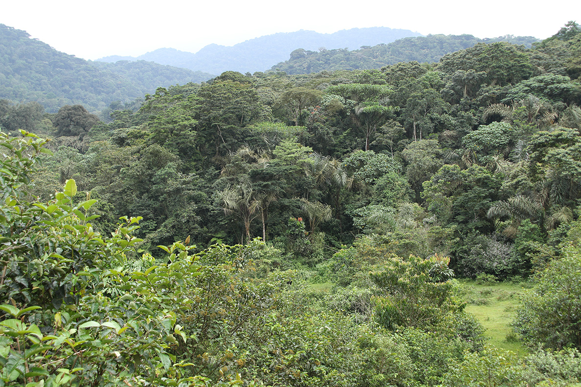 Uganda Kompakt - Gorilla Trek