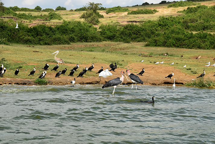 Uganda Kompakt - Bootsfahrt im Queen Elizabeth National Park