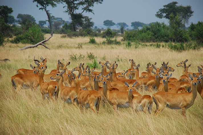 Uganda Kompakt - Pirschfahrt im Queen Elizabeth National Park
