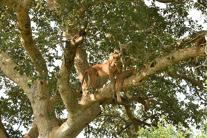 Uganda Kompakt - Queen Elizabeth National Park