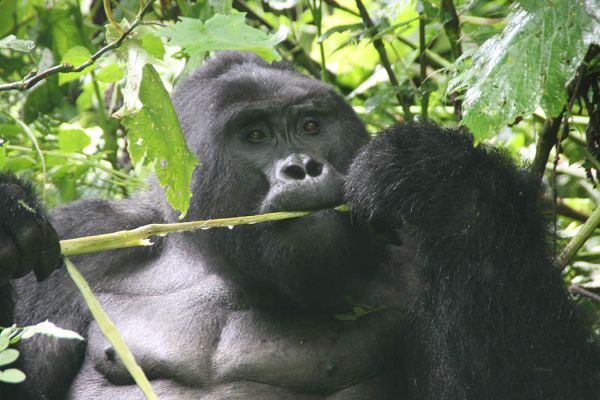 Uganda Kompakt