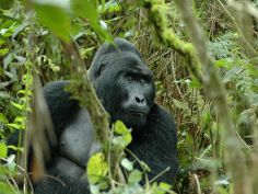 Uganda Camping Safari - Gorilla im Bwindi Impenetrable Forest
