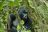 Uganda Camping Safari - Gorilla im Bwindi Impenetrable Forest