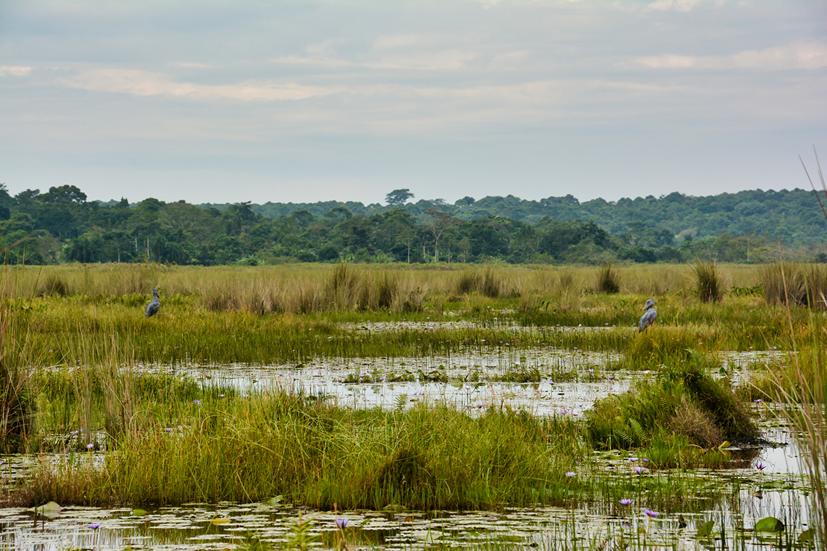 Shoebill pair courting in the Mabamba swamp