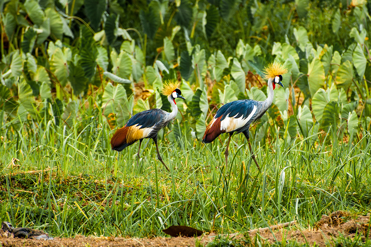 Crested cranes strolling near Mabamba Swamp and Entebbe Uganda