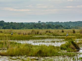 Shoebill pair courting in the Mabamba swamp Shoebill pair courting in the Mabamba swamp
