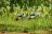 Crested cranes strolling near Mabamba Swamp and Entebbe Uganda