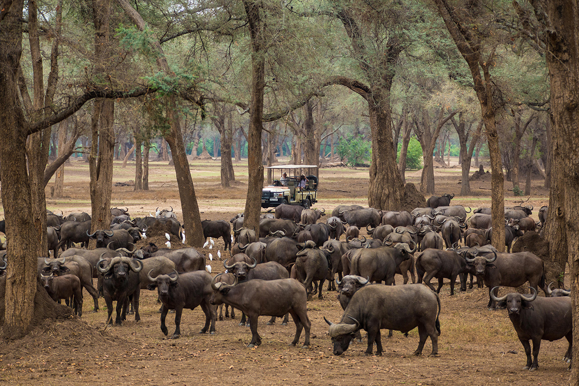 Anabezi Camp
