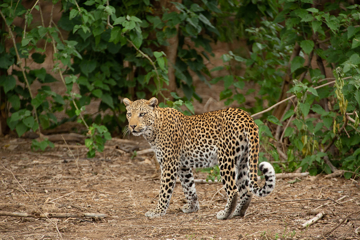 Anabezi Camp
