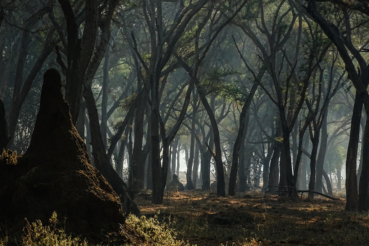 Anabezi Camp