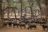 Anabezi Camp