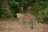 Anabezi Camp