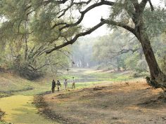 Chiawa Camp - Bush Walk