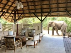 Chiawa Camp - Besuch im Camp Chiawa Camp - Besuch im Camp