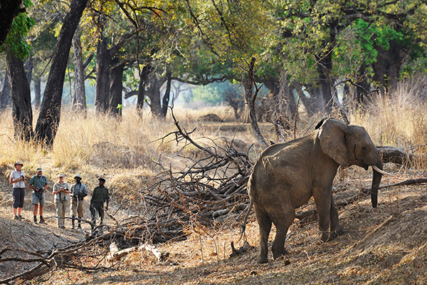Chikoko Trails - South Luangwa National Park