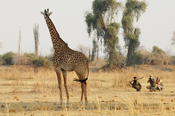 Chikoko Trails - South Luangwa National Park