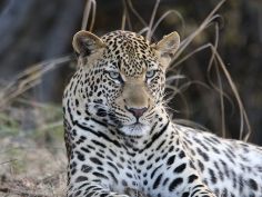 Ila Safari Lodge, Leopard