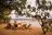 Island Bush Camp