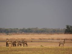 Kasikizi Bushcamp - scenery 1