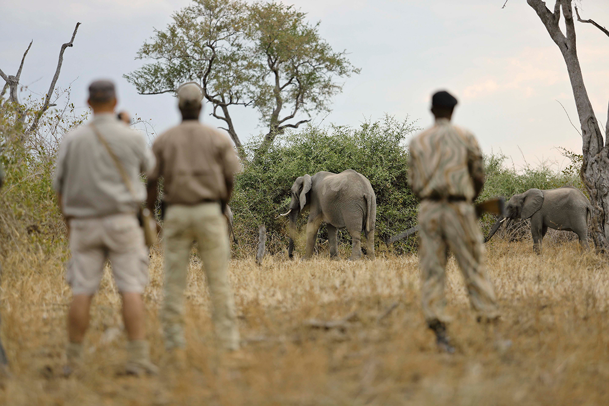Lion Camp - walk 