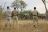 Lion Camp - walk 