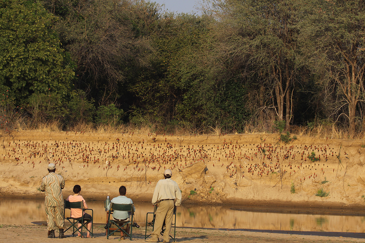 Luambe Camp - Bee eaters 