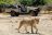 Luangwa River Camp - Pirschfahrt